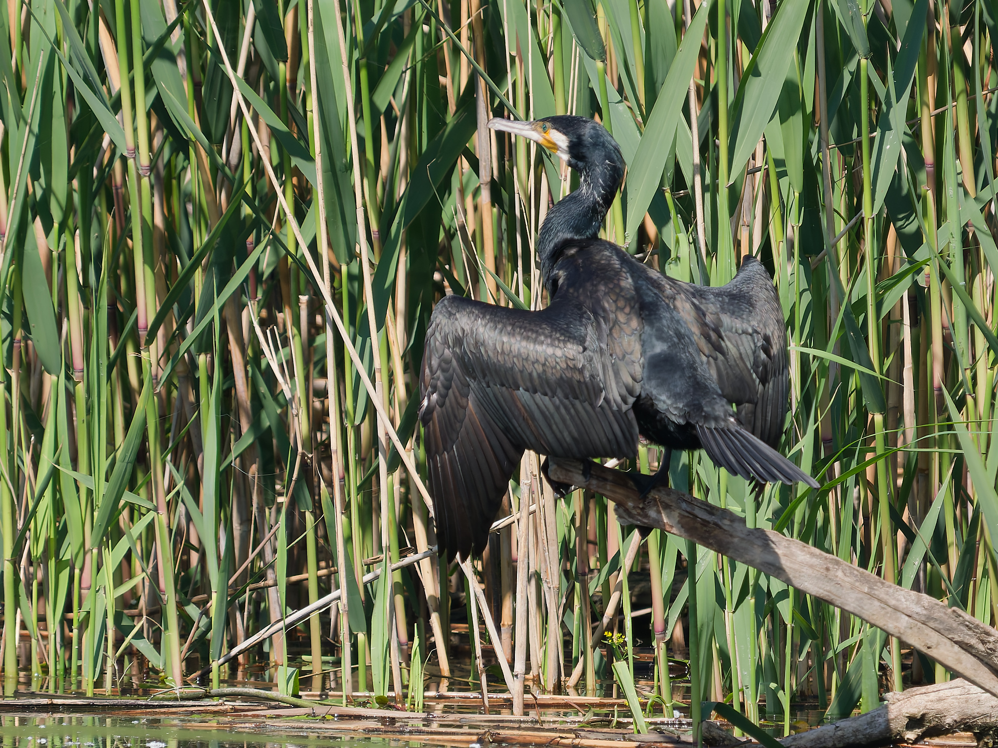 Pygmy cormorant (Microcarbo pygmaeus)